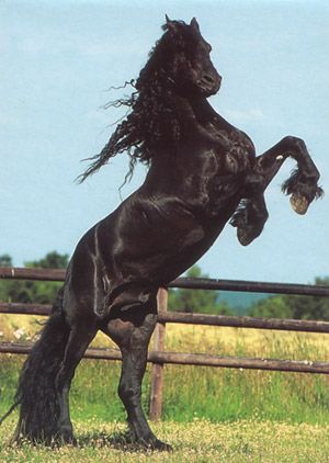 friesian2.jpg